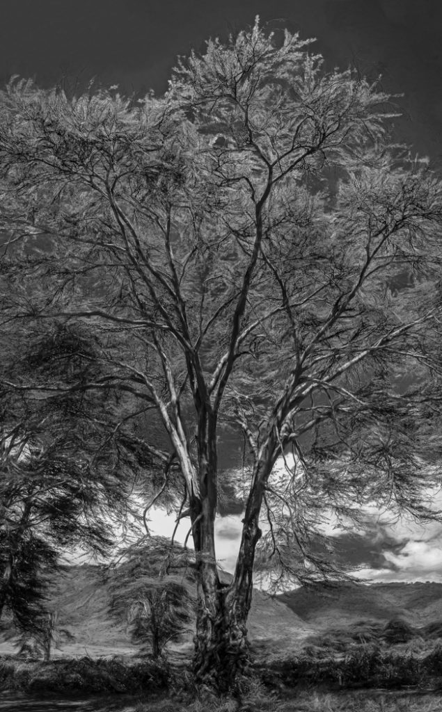Fever Tree - Judy Lanier